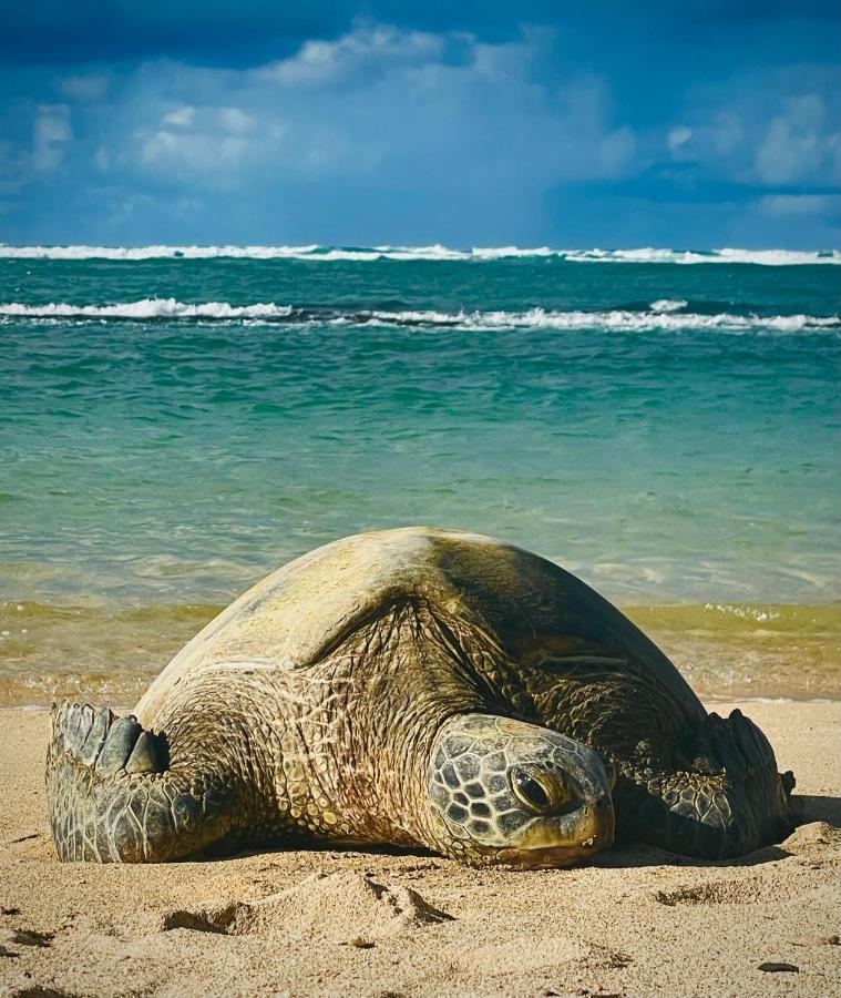 Explore Maui'S Diverse Campgrounds And Uncover The Island'S Beauty From Fresh Perspectives Every Day As You Journey With Aloha Glamp'S Great Jeep Equipped With A Rooftop Tent Paia Eksteriør billede